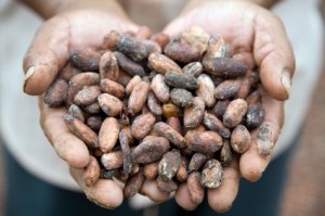  Cocoa beans in the hands of a São Tomé and Príncipe farmer. The Bridge MAG. image 
