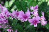 Orchids in the wild. The Bridge MAG. image