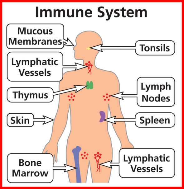 Le  Larousse Médical  en ligne définit le  système immunitaire comme l'ensemble des mécanismes de défenses de l'organisme. Il en existe deux types : innée et acquise. On appelle réponse immunitaire le déclenchement du système immunitaire face à une maladie. The Bridge MAG. Image